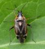 Harpocera thoracica